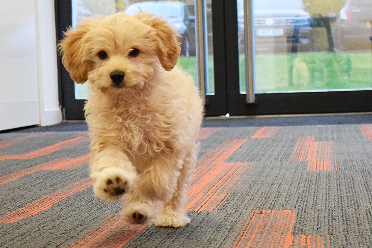 Studies show office pets increase moral, happiness, productivity and staff retention. We actually have two, but one was too fast to photograph!